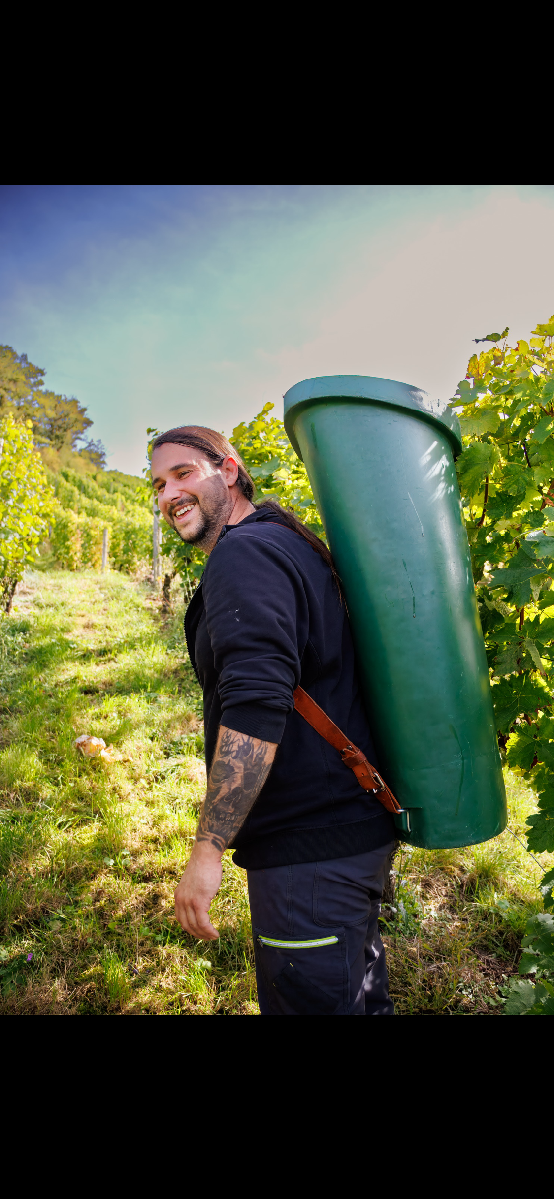 Winzer bei der Arbeit im Weinberg mit Lesebütte
