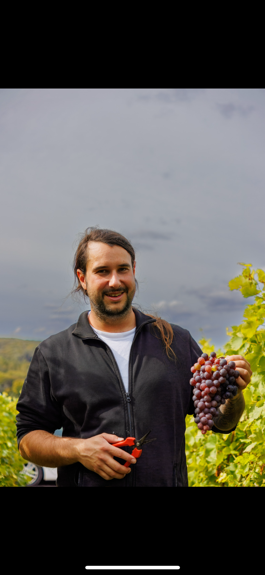Winzer mit roten Trauben im Weinberg