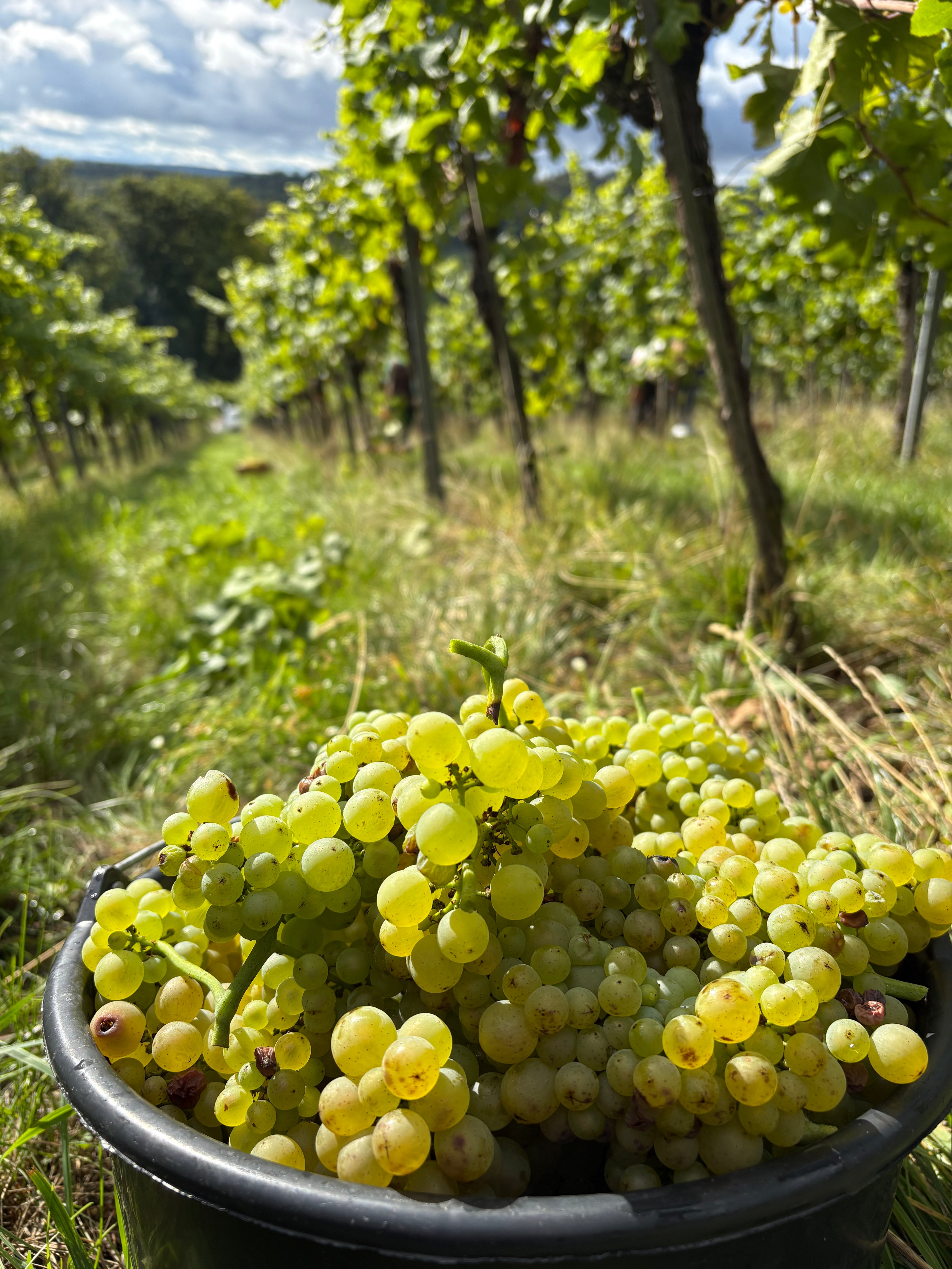 Weinberg mit geernteten weißen Trauben in Württemberg